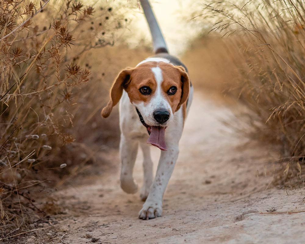 Beagle running along a dirt trail