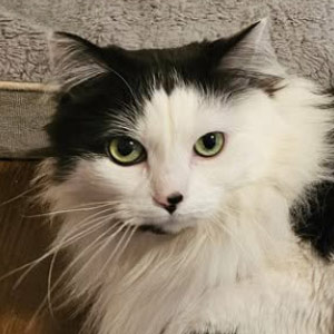 Closeup of a fluffy black and white cat