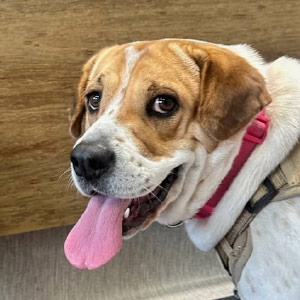 Happy dog wearing a pink collar