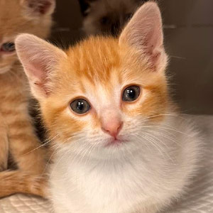 Closeup of a small orange and white kitten