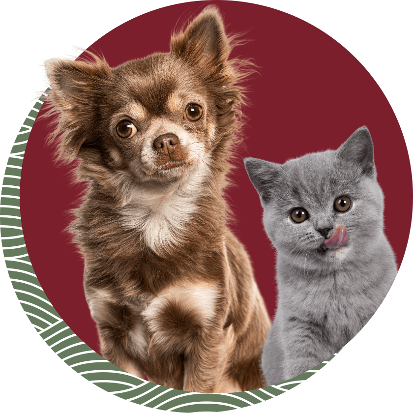 Brown Chihuahua with a gray kitten licking its nose