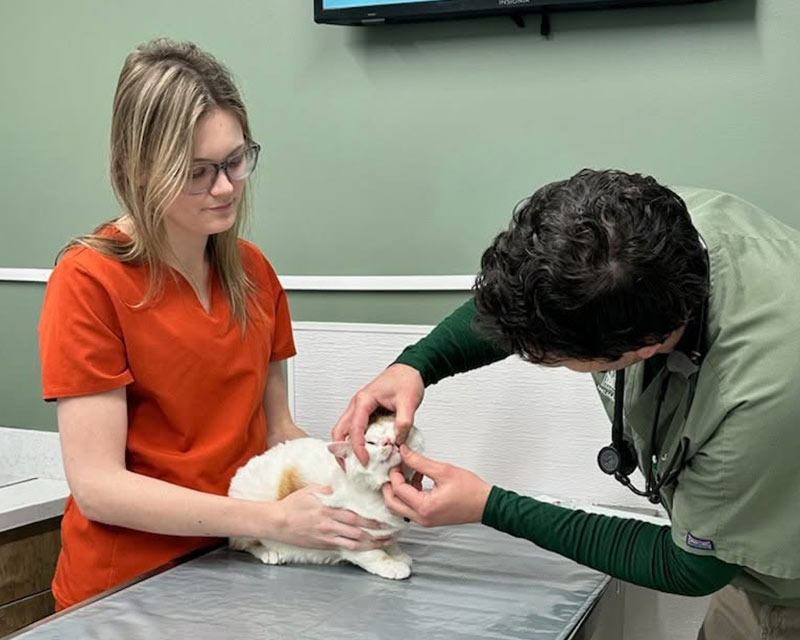 Veterinary team members examining a cat at St Johns Animal Clinic