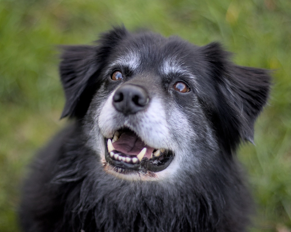 A black dog with gray fur around its muzzle looks up with its mouth slightly open, sitting on green grass.