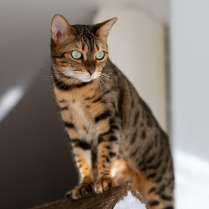 A brown tabby cat with green eyes sits perched on a ledge, looking toward the camera with its ears up and whiskers visible.