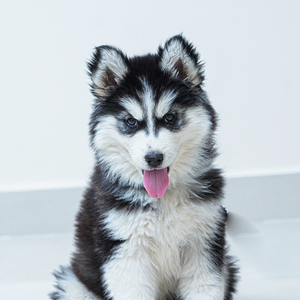 Black-and-white husky puppy sitting on a light surface with its tongue out, ears perked, looking toward the camera against a soft light background.