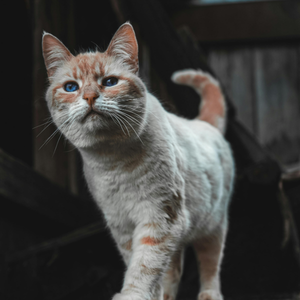 Tabby-and-white cat with blue eyes standing on a dark surface, looking toward the camera with one paw raised, soft fur and whiskers visible.