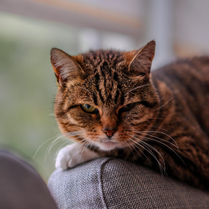 Close-up of a tabby cat resting on a person's shoulder, eyes half-closed, with soft indoor light and a blurred background.
