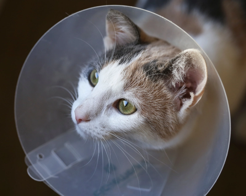 A gray-and-white cat with green eyes lying inside a clear plastic cone collar, looking to the left against a blurred indoor background.