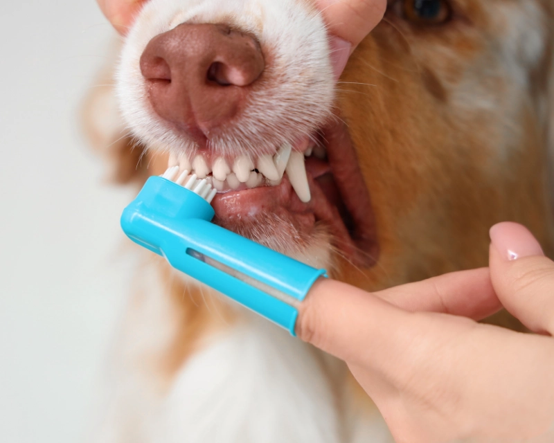 Close-up of a dog with its mouth open while a hand uses a blue toothbrush-like tool to brush its teeth.