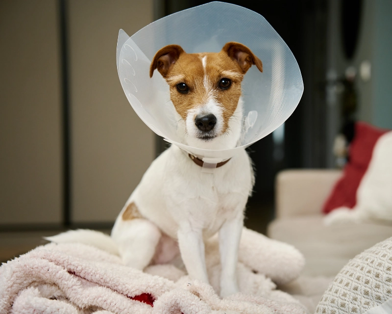 Small dog wearing a white cone collar sits on a bed under warm indoor light, resting on a blanket with soft bedding in the background.