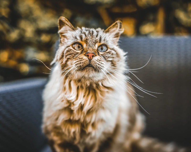 Close-up of a fluffy tabby cat with wide eyes and whiskers sitting on a dark outdoor chair, with a softly blurred golden background in warm sunlight.