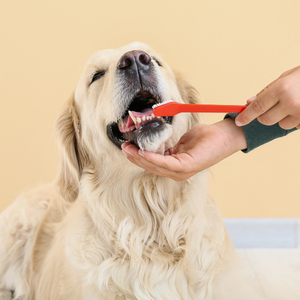 A light-colored dog with its mouth open while a hand brushes its teeth with a red toothbrush against a plain beige background.