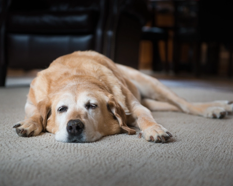 A light-colored dog lies stretched out on a textured carpet in a dim living room, resting its head and front paws forward with a calm expression.