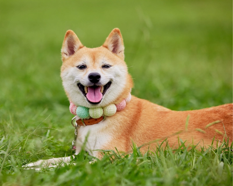 A smiling Shiba Inu lying in green grass, wearing a collar and holding a green plush toy in its mouth, with its tongue out and ears perked up.