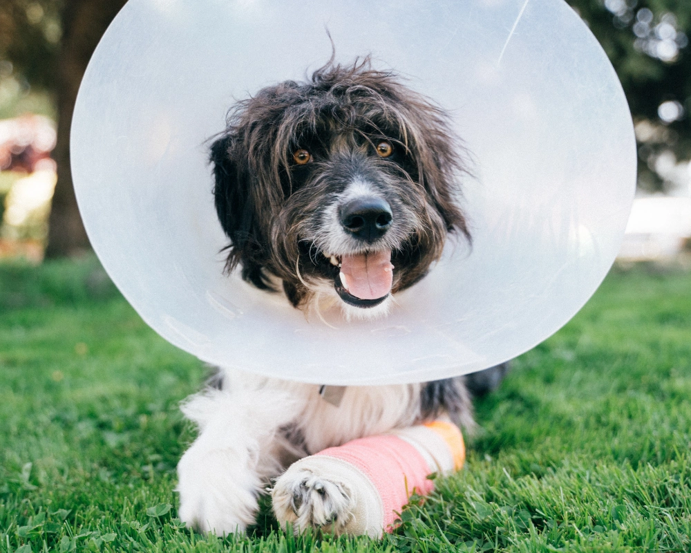 A fluffy black-and-white dog wearing a clear plastic cone collar lies on green grass, tongue out and one paw resting on an orange toy.