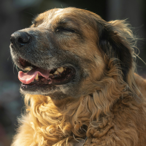 Close-up of a brown, curly-haired dog with its mouth open, tongue slightly out, looking to the left in soft light.