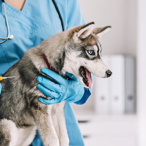 A veterinarian wearing blue gloves holds a husky dog during a checkup, with the dog looking to the side in a clean clinic setting.