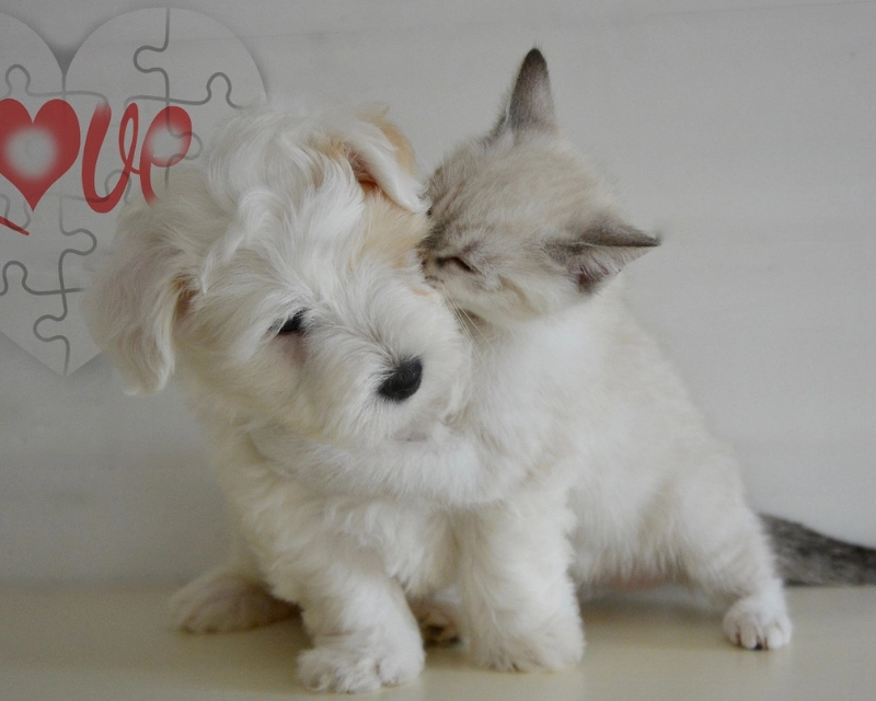 A fluffy white puppy sits next to a light-colored kitten, nuzzling its ear. A heart with puzzle pieces and the word “love” appears in the background.