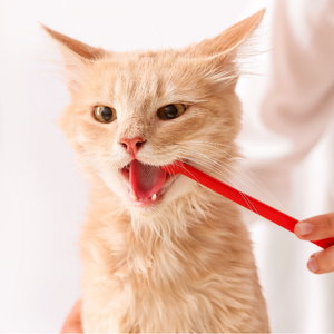 Light-colored small dog with a red collar being gently fed from a red spoon by a person’s hand, with the dog’s mouth open and tongue out against a white background.