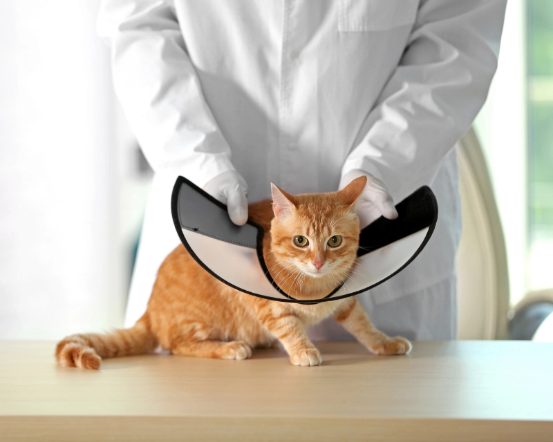 A person in a white lab coat holds a small orange cat gently inside a curved black-and-white device, with the cat lying on a light wooden table.