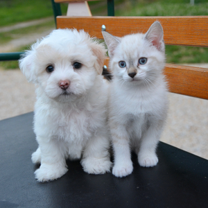 Two small puppies and a white kitten sitting together on a dark bench, outdoors with a blurred green background.