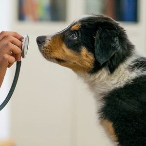 A small dog with dark and tan fur being gently examined by a person using a stethoscope near its head in a clinic setting.