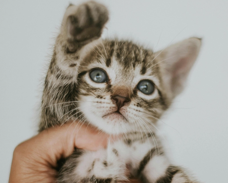 Close-up of a tabby kitten with blue-gray eyes resting on a hand against a light background, with a second smaller kitten blurred behind it.