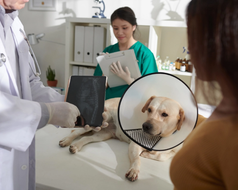 A veterinarian in a white coat examines a dog on a clinic table while a therapist in green reviews a tablet; a large circular mirror reflects the dog’s face and an office counter sits in the background.