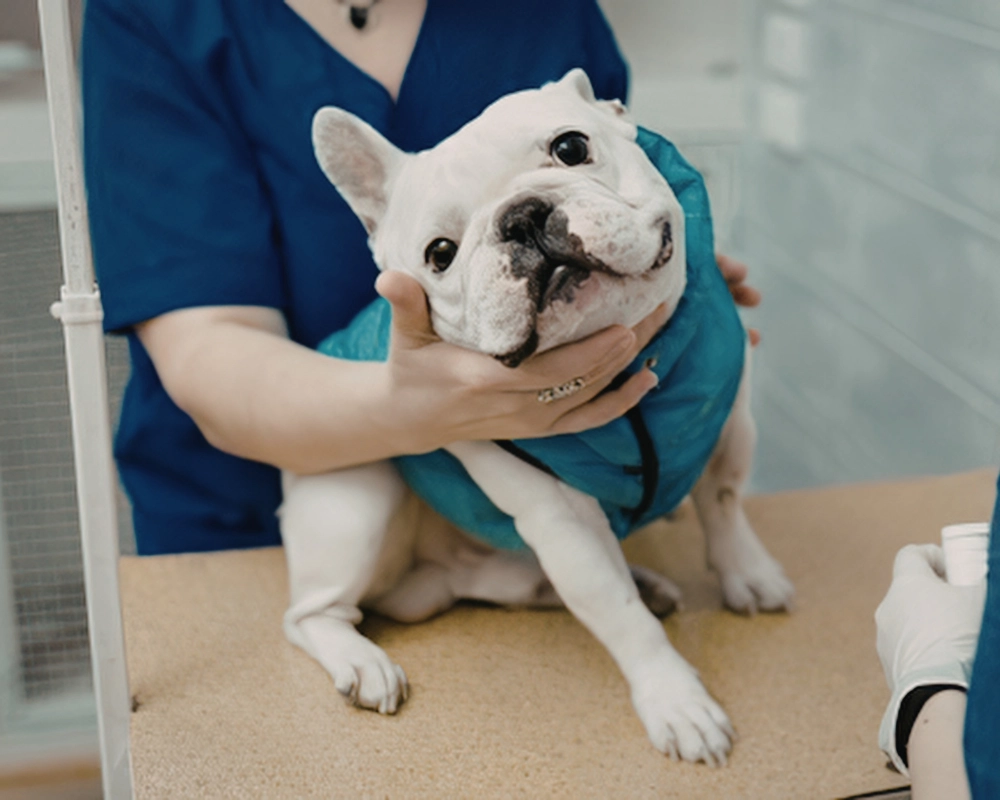A veterinarian in blue scrubs holds a white French bulldog on a clinic floor, the dog facing forward with a calm expression.