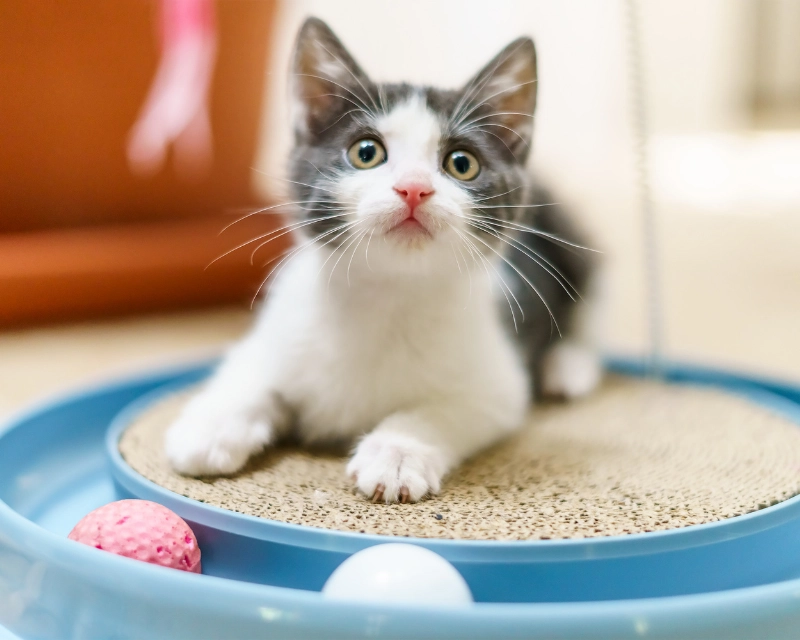 A small white-and-gray kitten with green eyes sits on a beige scratching pad inside a blue plastic litter box, with a pink toy ball at the front and soft indoor background blur.
