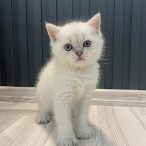 Small white kitten with blue eyes sitting on a wooden outdoor table, ears upright, against a dark vertical wood fence background.