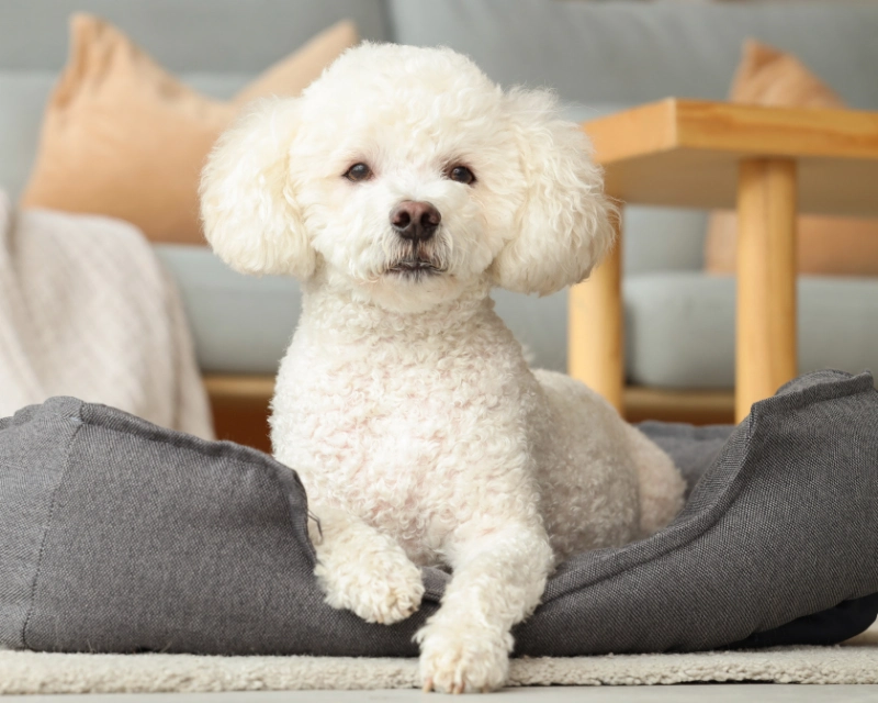 A small white dog with a fluffy coat sits on a gray couch cushion, facing the camera with one paw forward, while a wooden chair and pillows are visible in the background.