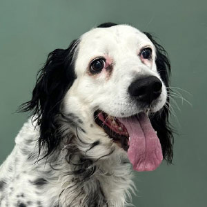 Closeup of a happy black and white dog
