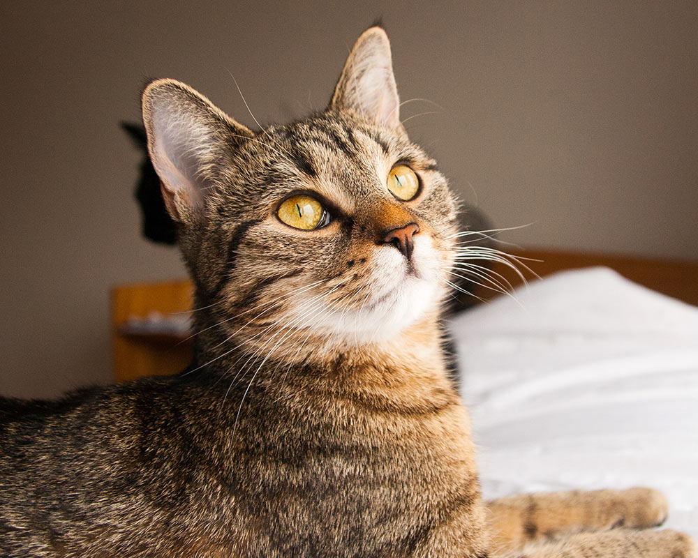 Closeup of a tabby cat on a bed