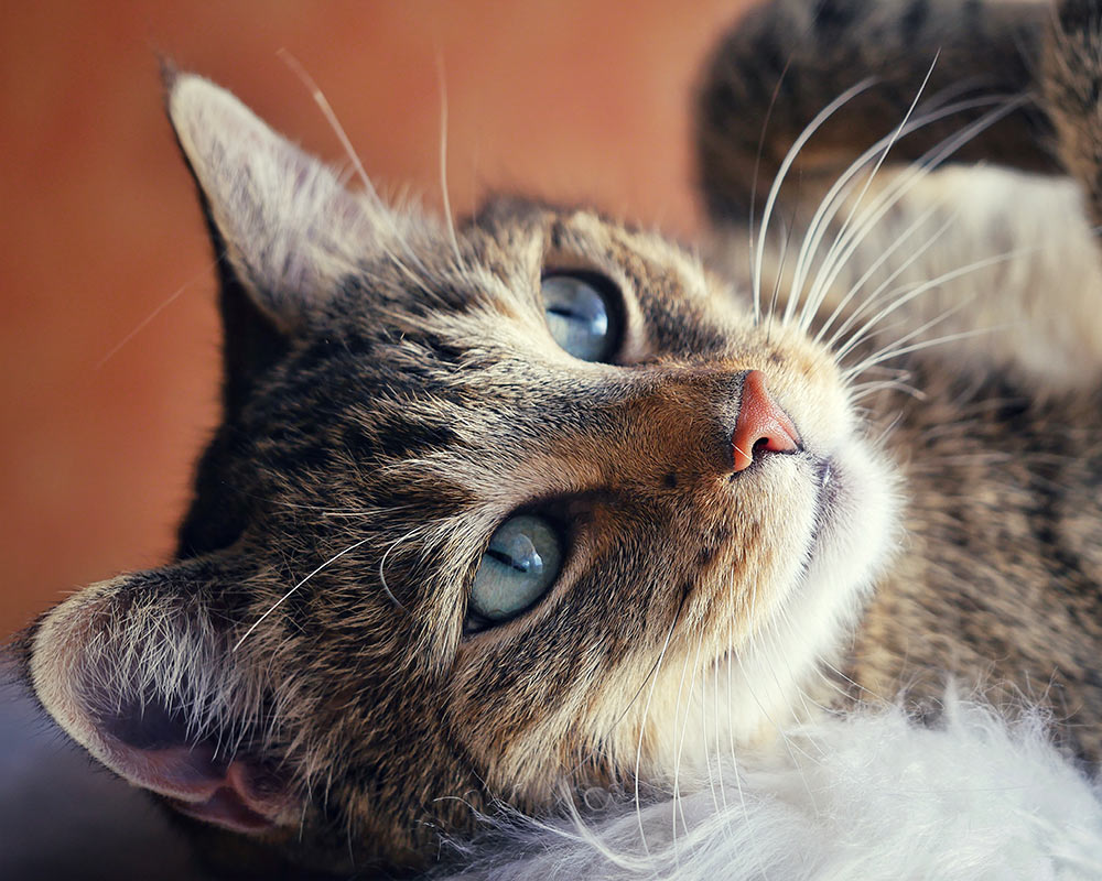 Close-up of a tabby cat with green eyes resting indoors