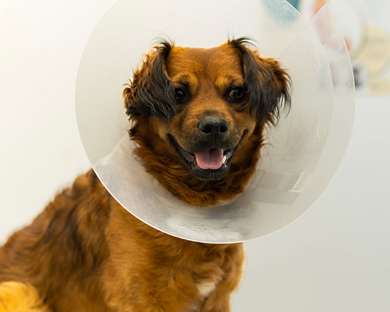Happy dog wearing a protective recovery cone