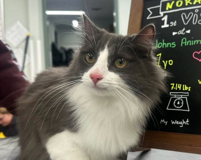 Relaxed gray and white cat during their first vet visit
