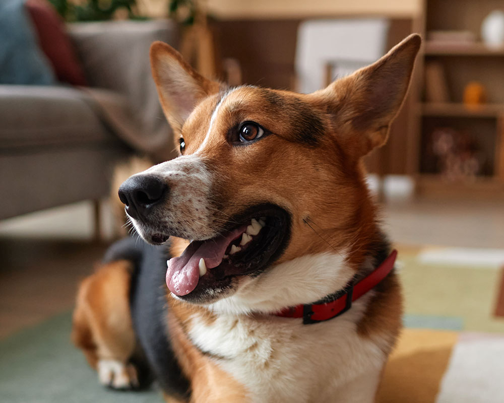 Happy dog wearing a garnet-colored collar at home