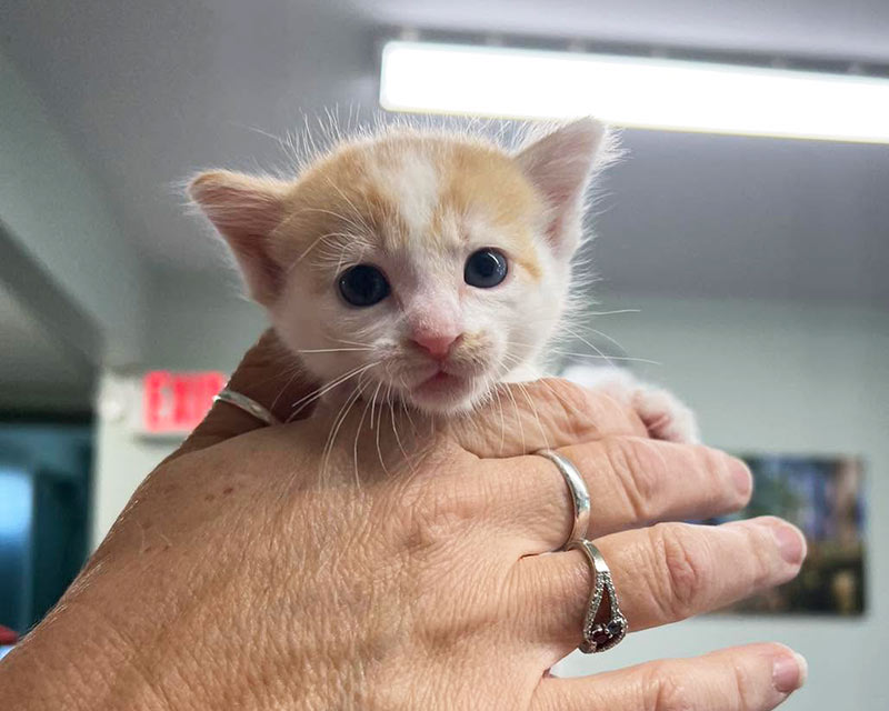 Person holding an orange and white kitten