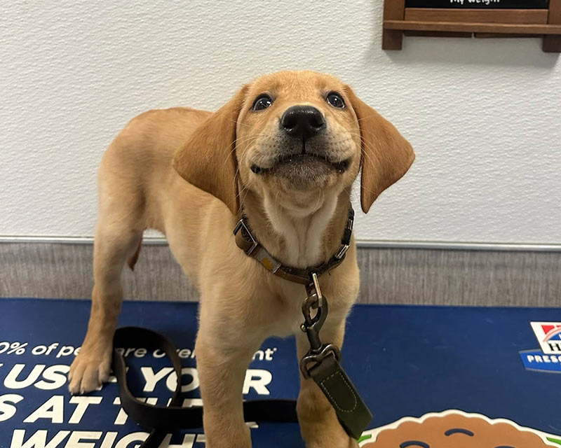 Happy puppy during their first veterinary visit