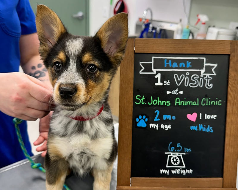 Two-month-old puppy during their first visit to St Johns Animal Clinic