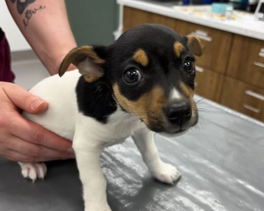 Puppy standing on an exam table at a veterinary clinic