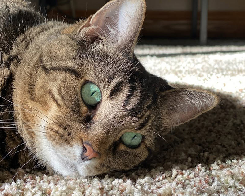 Tabby cat resting on a carpet
