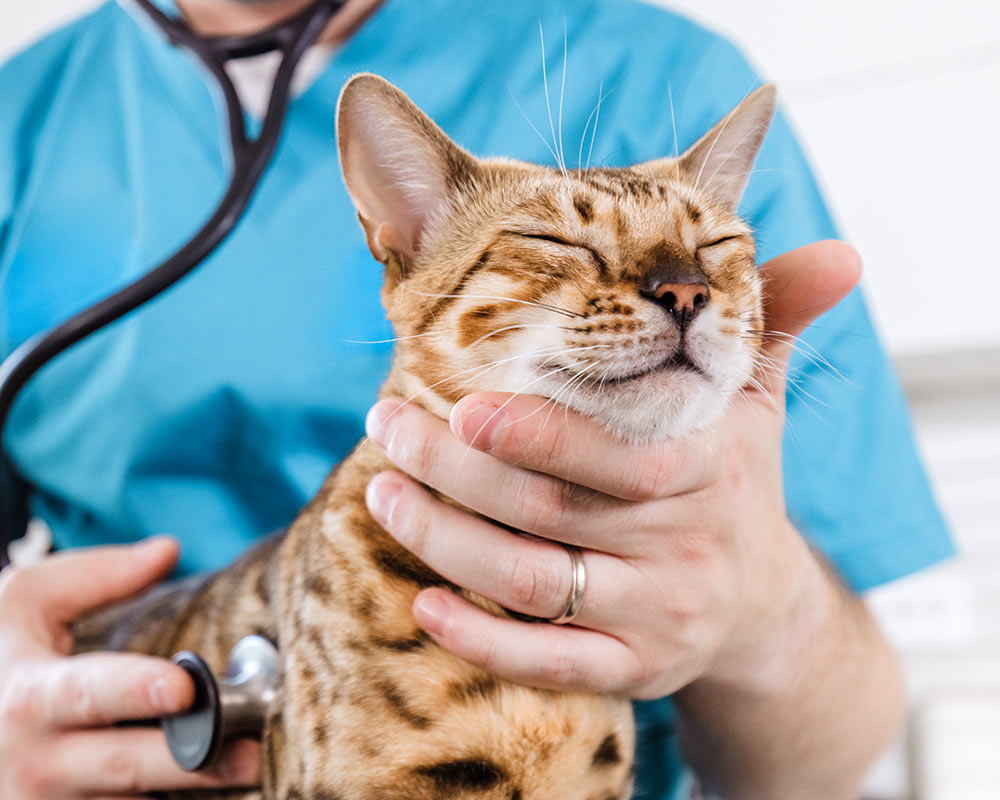 Veterinarian examining a tabby cat with a stethoscope