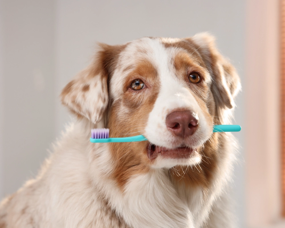A light brown and white dog with blue and white eyes wears a teal toothbrush around its muzzle, looking toward the camera in a softly lit indoor setting.