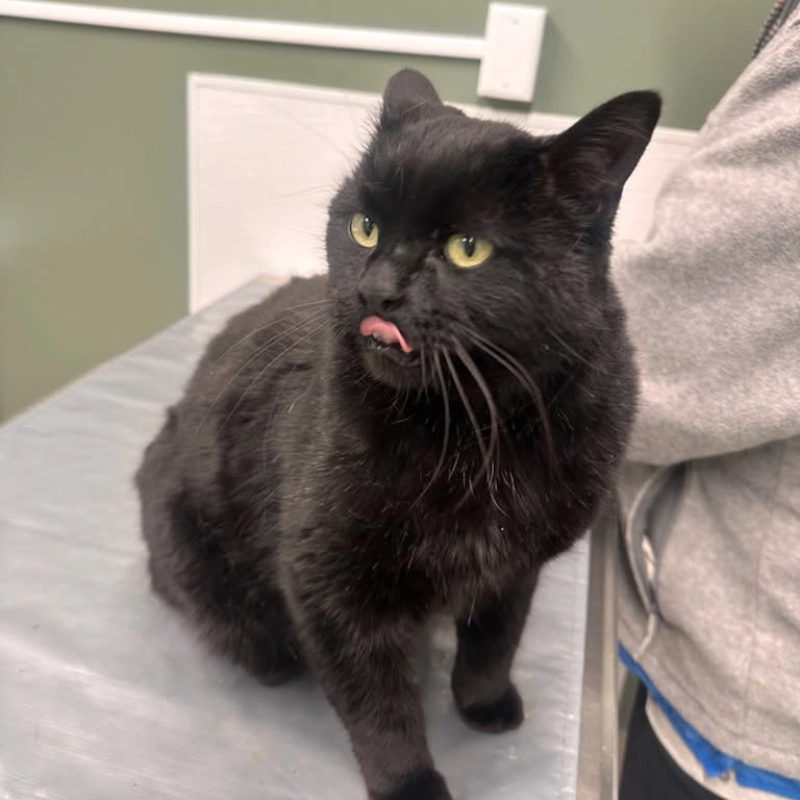 Black cat with yellow eyes sits on a veterinary exam table, tongue peeking out, beside a person in gray; calm clinical setting.
