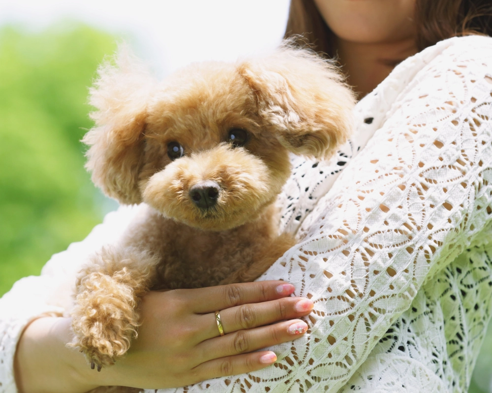 A small light-brown puppy being held in someone’s arms, resting against a white lace shirt, with a softly blurred green outdoor background.