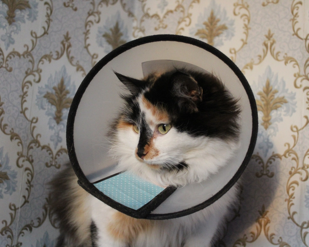 A calico cat wearing a round black collar with a clear opening, looking to the side against an ornate gold-and-blue patterned background.