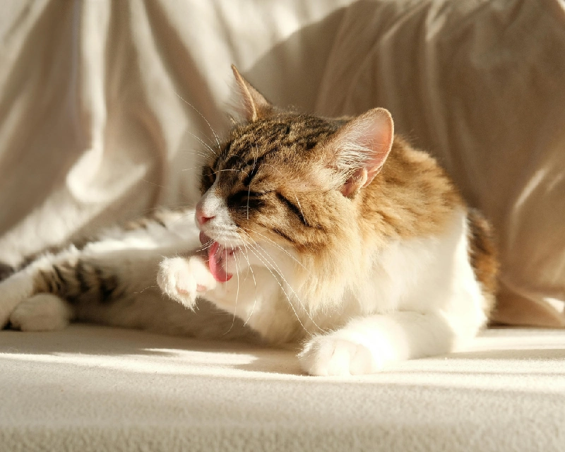 Brown-and-white tabby cat lying on a bedspread with one paw extended, eyes half-closed, tongue slightly out, and a playful expression in warm indoor light.
