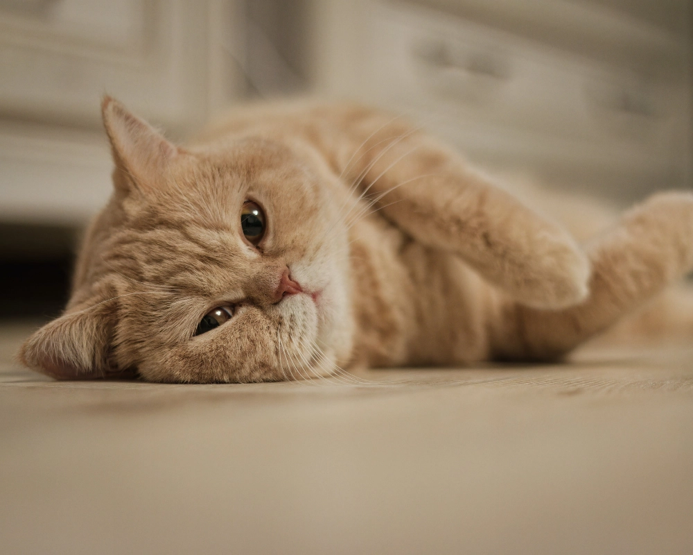 A ginger tabby cat lying on a light-colored floor with its front paws stretched out, resting its head low and looking toward the camera.